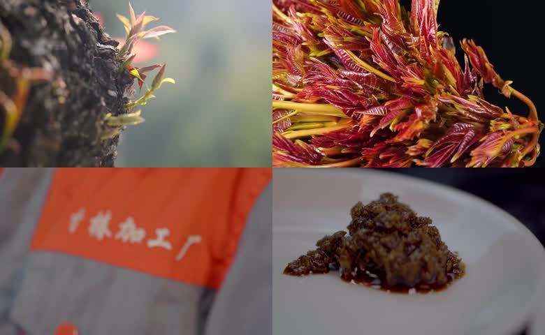 香椿特写及香椿酱加工过程