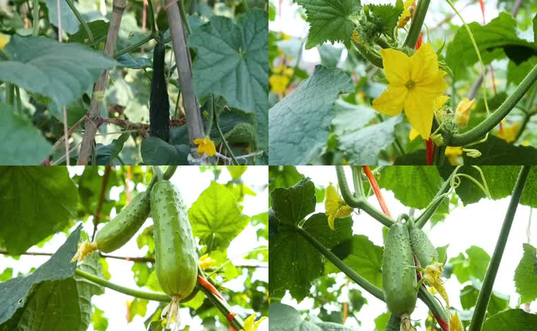 黄瓜生长自然田园种植实拍
