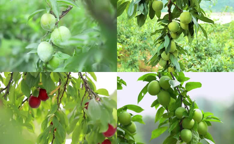 青绿李子挂满枝头