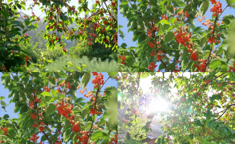 樱桃成熟季节鲜红果实挂满枝头