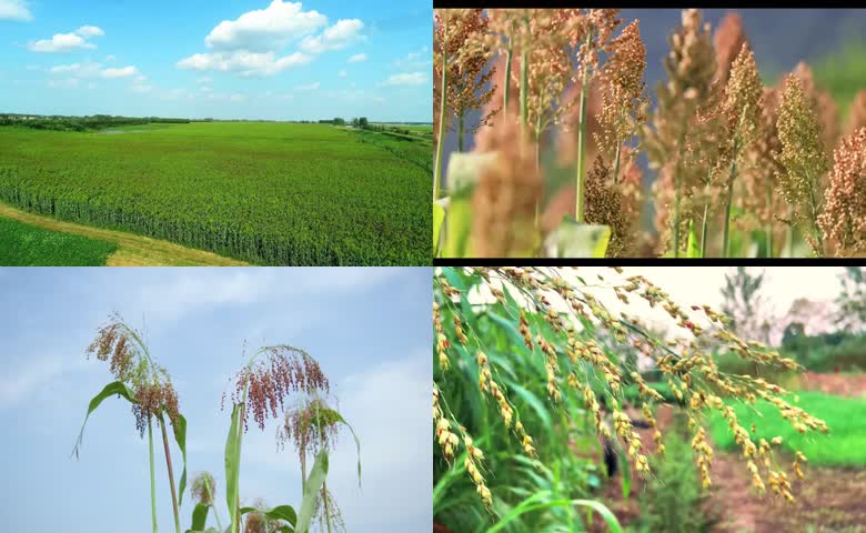 高粱田丰收高粱特写实拍