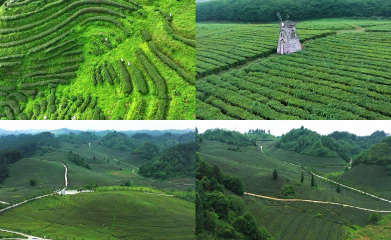 清新自然茶园风光