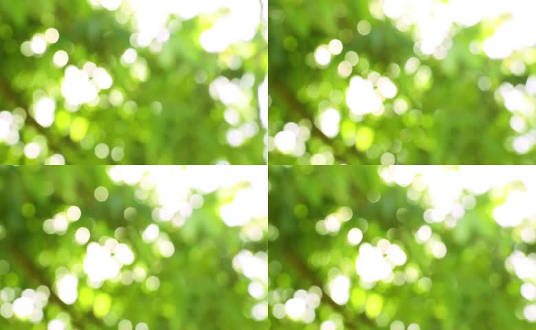 绿色树叶夏季虚焦