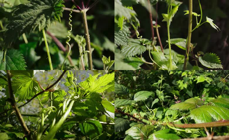 藤类植物生长