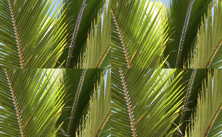 夏季棕榈树叶植物