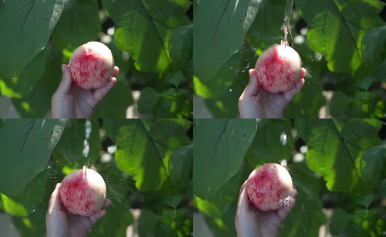 水沖新鲜的桃子