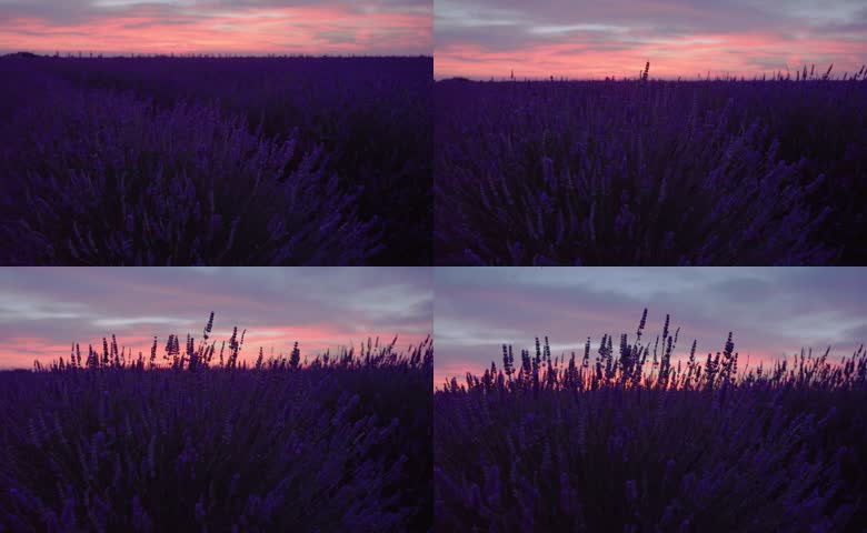 夕阳下薰衣草花海