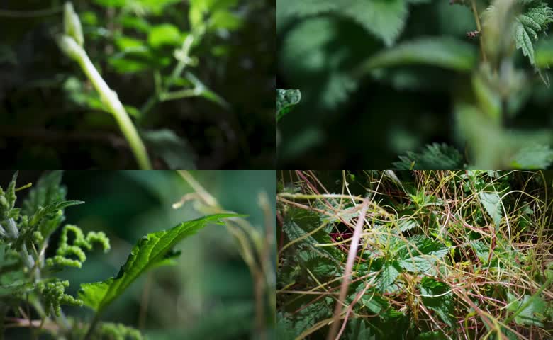 疯狂生长的藤类植物