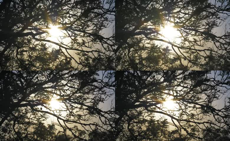 阳光透过树枝美景画面