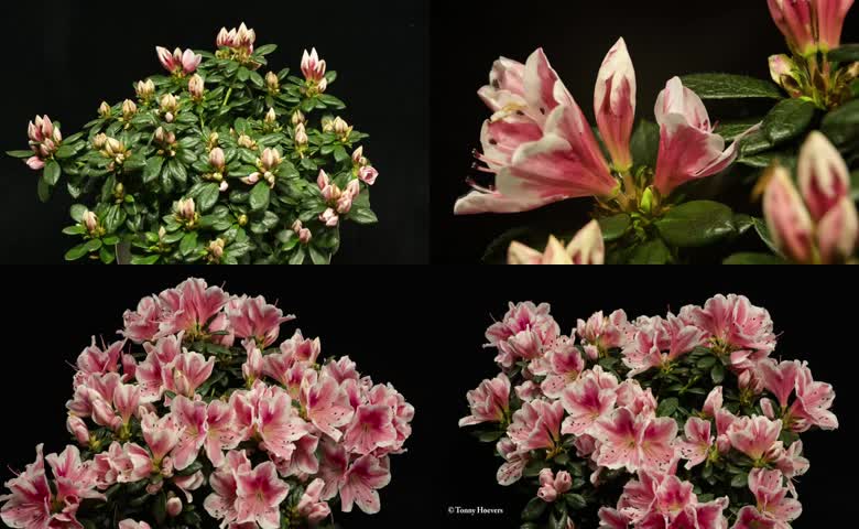 延时摄影之满山红杜鹃花花开