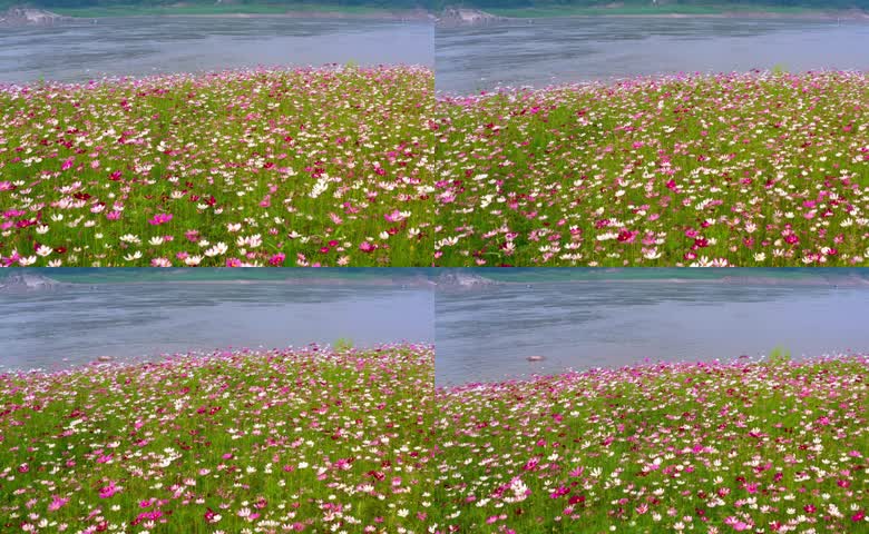 大片唯美艳丽格桑花花海