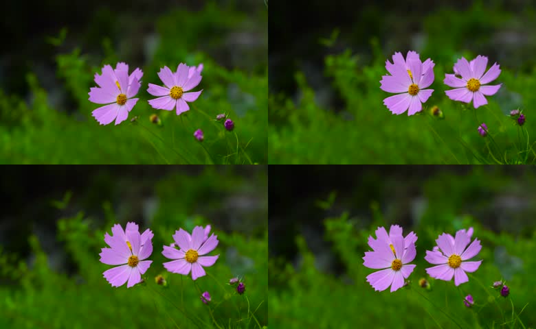 紫色秋英花特写