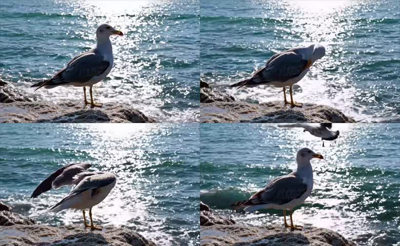 阳光碎浪海岸海鸥特写
