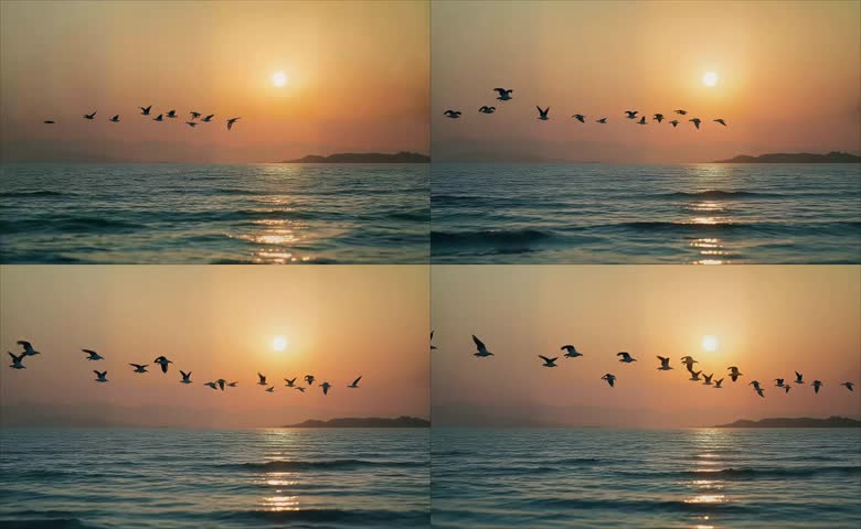海面落日海鸥飞翔