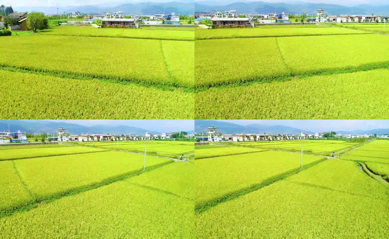 航拍金色水稻超清视频2
