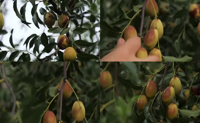 枝头采摘新鲜脆枣