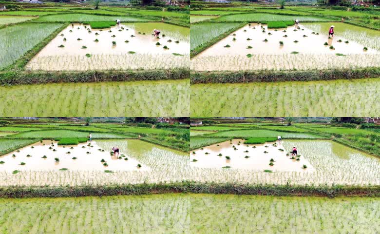 乡村水田农户插秧