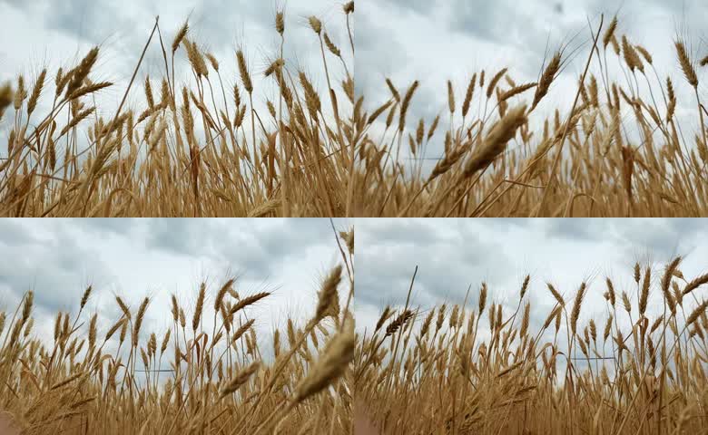 成片待收割金黄麦田