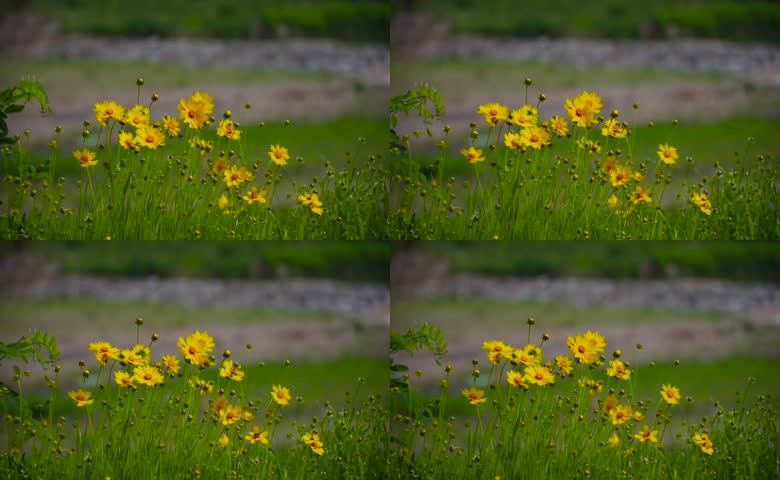 户外成片黄色金鸡菊实拍
