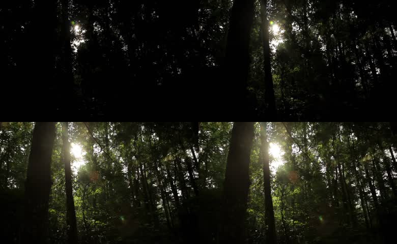 阳光穿透树林
