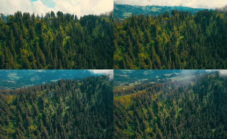 高空航拍山间茂密针叶林