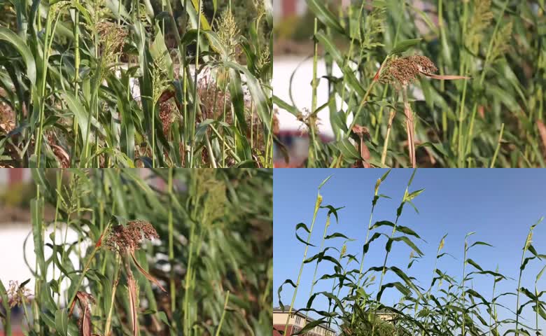 田间青绿高粱植株随风晃动
