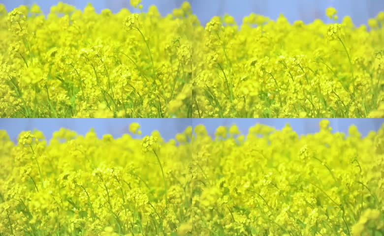 春日郊外油菜花田近景动态