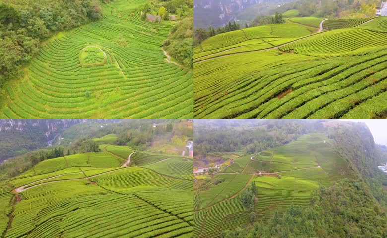 环形梯田茶园高空航拍