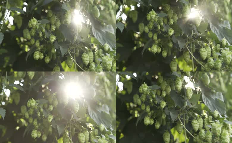 阳光逆光穿透藤蔓新鲜啤酒花