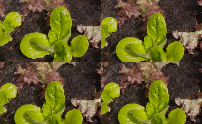 泥土菜园喷水浇灌带水珠嫩绿生菜