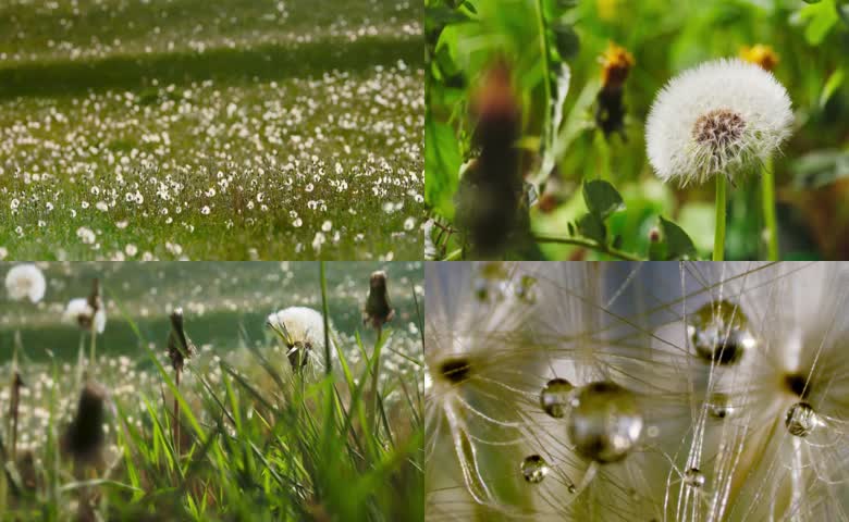 蒲公英开放