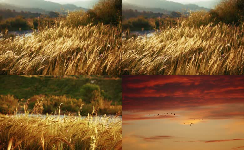 金色野草天际候鸟