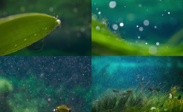 水中光合作用
