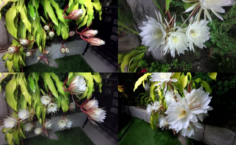 延时拍摄昙花一现全过程