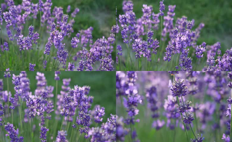薰衣草花穗伴蜜蜂采蜜