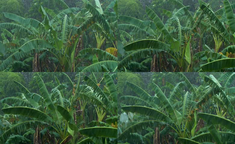 雨季雨天香蕉树绿树