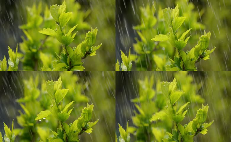 细雨中的木槿绿叶
