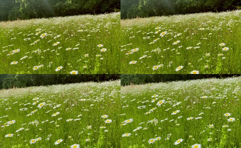 雏菊花海山坡花朵百花