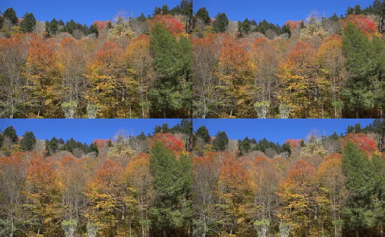 秋季秋天山林红叶