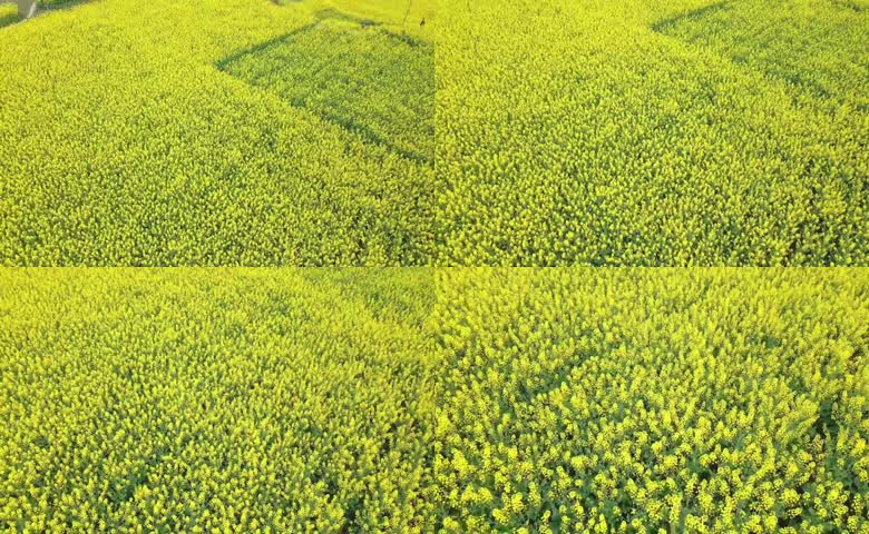 连片金黄油菜花田