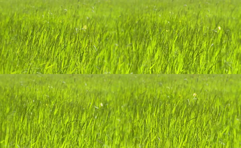 随风晃动大片鲜绿青草