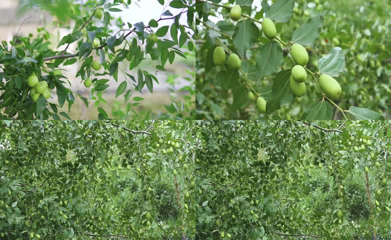 青枣挂满枝头