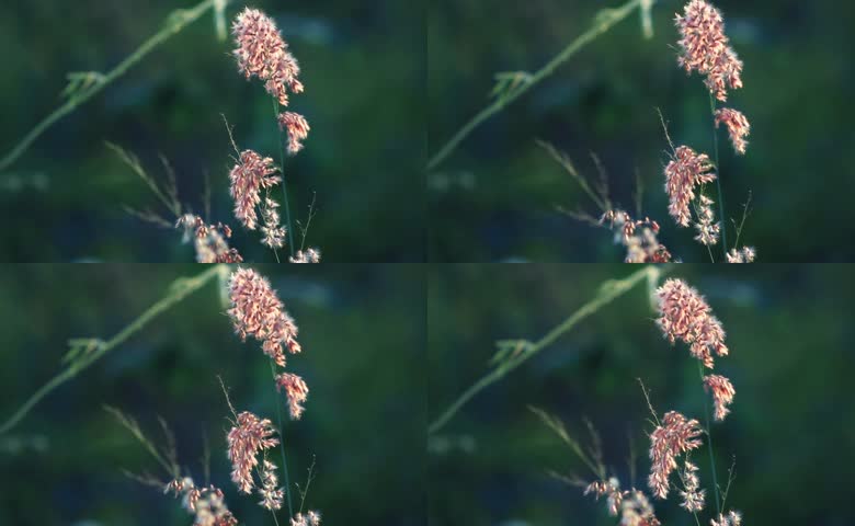 秋季野草杂草花絮