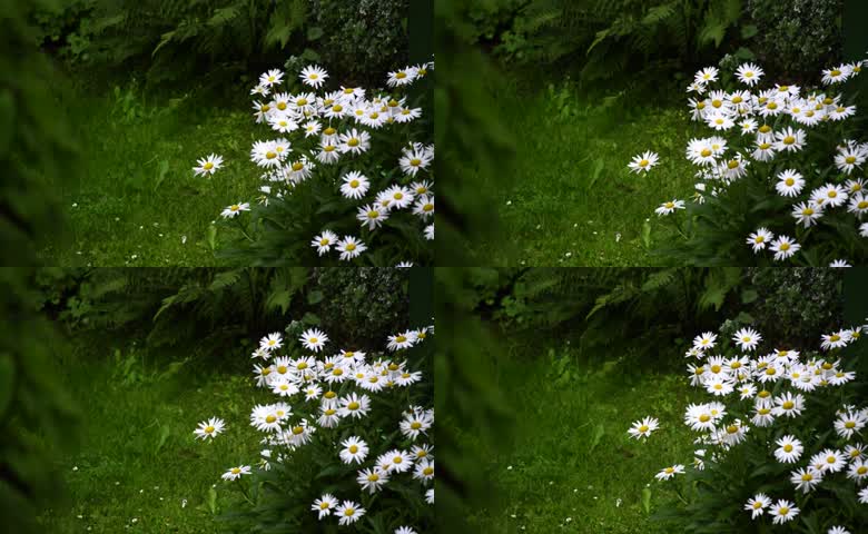 白雏菊花丛