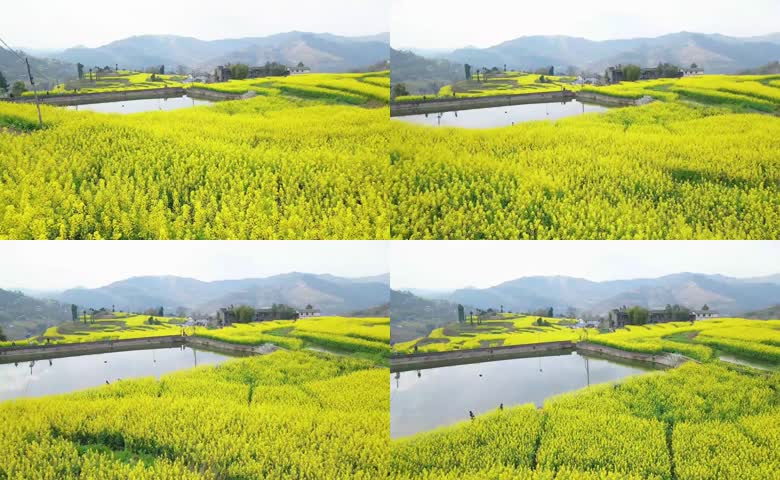 山地农田油菜花景观