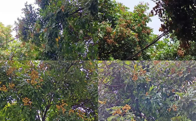 挂满果的龙眼树