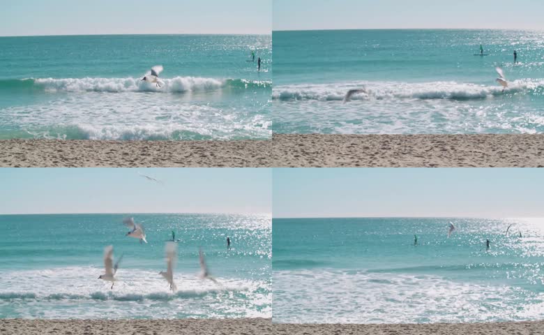 海面海鸥低空飞行