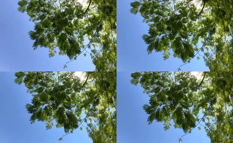 夏日绿树晴空自然光景观