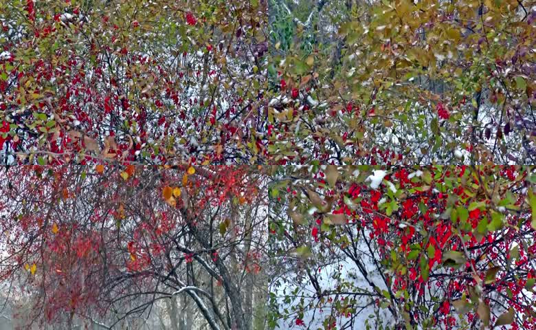 冬日积雪衬鲜亮红果树丛