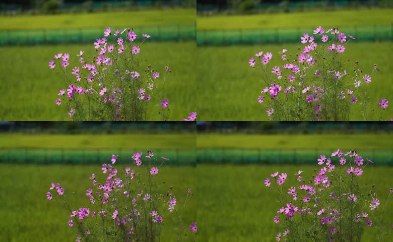 郊野草地生长的紫色格桑花